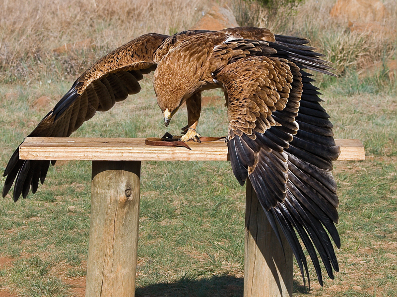 Una giornata da falconiere