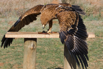 Una giornata da falconiere